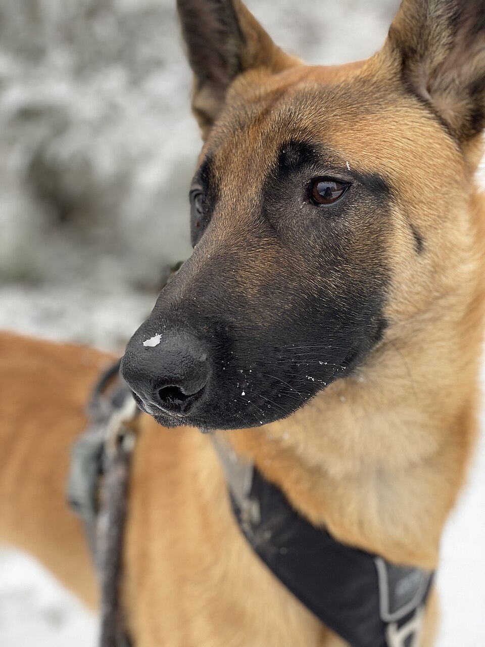 Malinois dans la neige